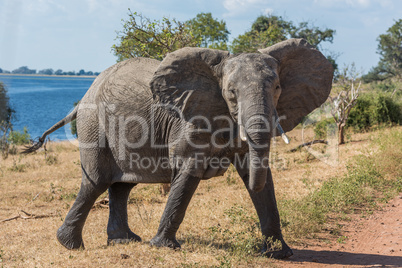 Elephant crossing dirt track facing camera