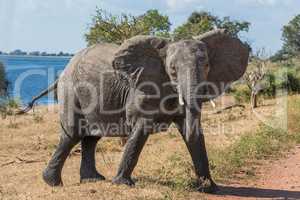 Elephant crossing dirt track facing camera