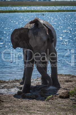 Elephant digging earth with trunk beside river