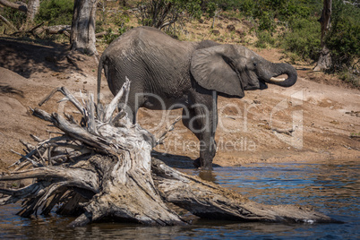 Elephant drinking from river behind dead tree