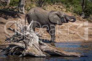 Elephant drinking from river behind dead tree
