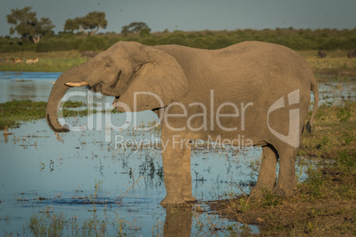 Elephant drinking from river in golden hour