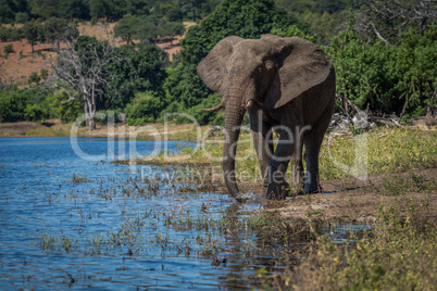 Elephant drinking from river on wooded bank