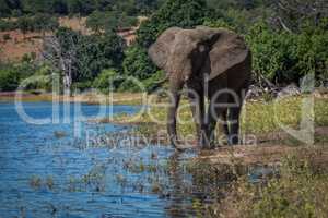 Elephant drinking from river on wooded bank