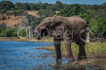 Elephant drinking from river on wooded shore