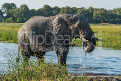 Elephant drinking from river with dripping trunk