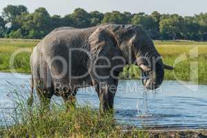 Elephant drinking from river with dripping trunk