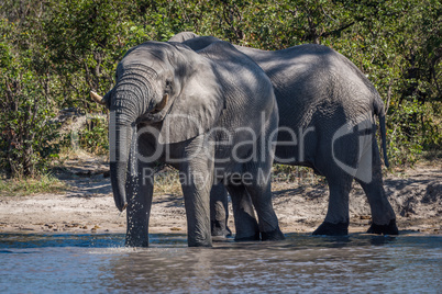 Elephant drinking from water hole beside another