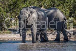 Elephant drinking from water hole beside another