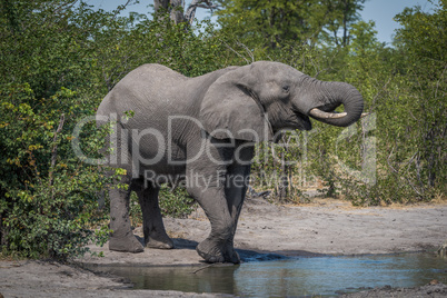 Elephant drinking from water hole in bushes