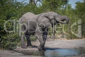 Elephant drinking from water hole in bushes