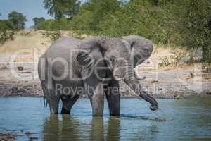 Elephant drinking from water hole using trunk