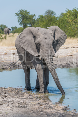 Elephant drinking from water hole with trunk