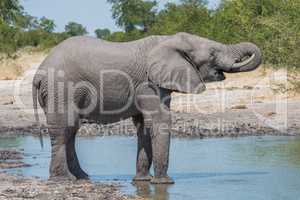 Elephant drinking with trunk at water hole