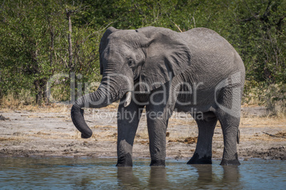 Elephant drinking with trunk resting on tusk