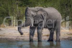 Elephant drinking with trunk resting on tusk