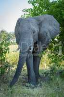 Elephant enters gap in bushes facing camera