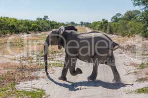 Elephant galloping across sandy track in bush