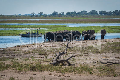 Elephant herd drinking from river beside boat