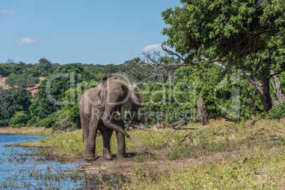 Elephant giving itself dust bath beside river