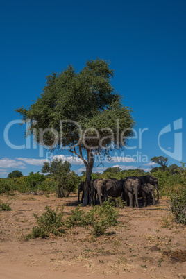 Elephant herd standing in shade of tree