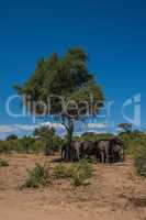 Elephant herd standing in shade of tree