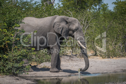 Elephant in bushes drinking from water hole