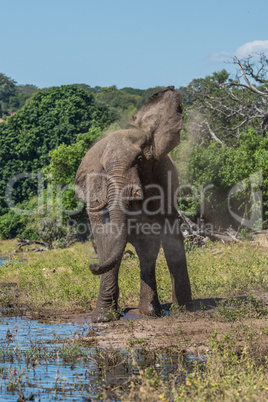 Elephant in cloud of dust beside river