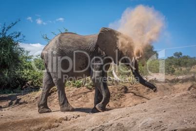 Elephant in cloud of dust on hillside