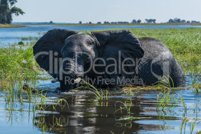 Elephant in patch of grass in river