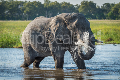 Elephant in river squirting jet of water