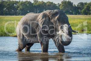 Elephant in river squirting jet of water