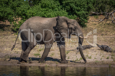 Elephant in profile walking along sunny riverbank