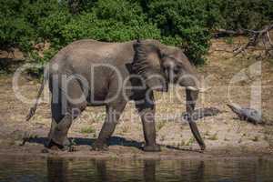 Elephant in profile walking along sunny riverbank