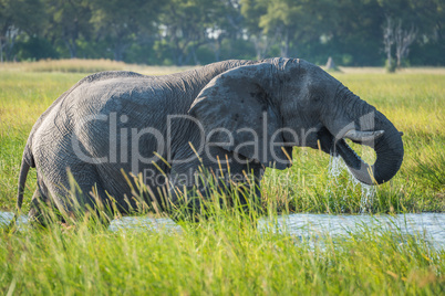 Elephant in river with dripping trunk in mouth