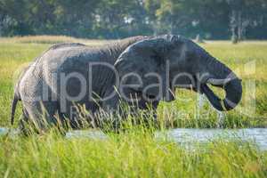 Elephant in river with dripping trunk in mouth