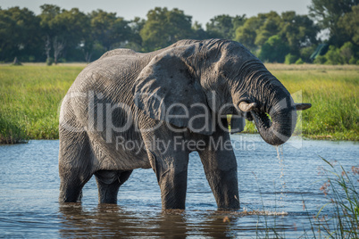 Elephant in river with trunk dripping water