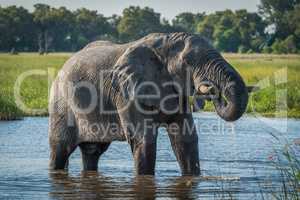 Elephant in river with trunk dripping water