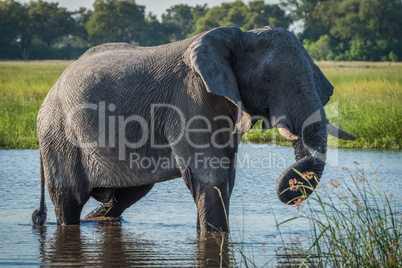 Elephant in river with dripping twisted trunk