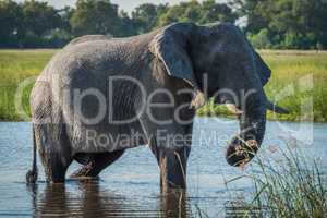 Elephant in river with dripping twisted trunk