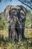 Elephant in shadow of tree facing camera