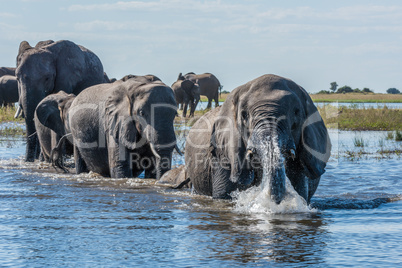 Elephant in spray leads herd across river