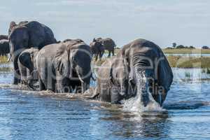 Elephant in spray leads herd across river