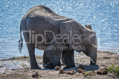 Elephant kneeling in mud hole beside water