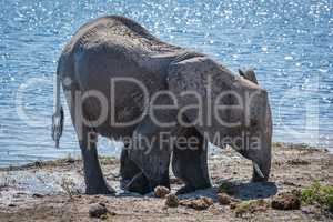 Elephant kneeling in mud hole beside water