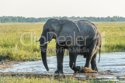 Elephant leaving shallow river in golden light