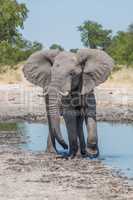 Elephant leaving water hole with turned head