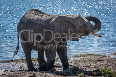 Elephant lifting trunk beside river in sunshine