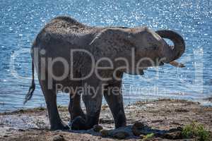 Elephant lifting trunk beside river in sunshine