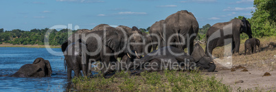 Elephant lying down on riverbank amongst herd